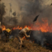 Brasil declaró estado de emergencia por incendios en El Pantanal