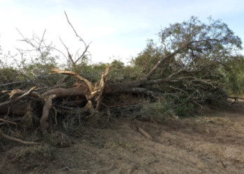 Policía Ambiental frenó seis desmontes y secuestró maquinarias