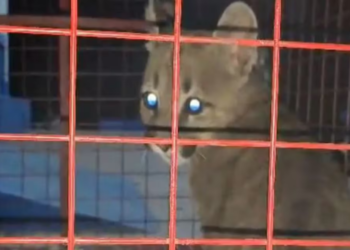 Rescataron a un puma del patio de una casa