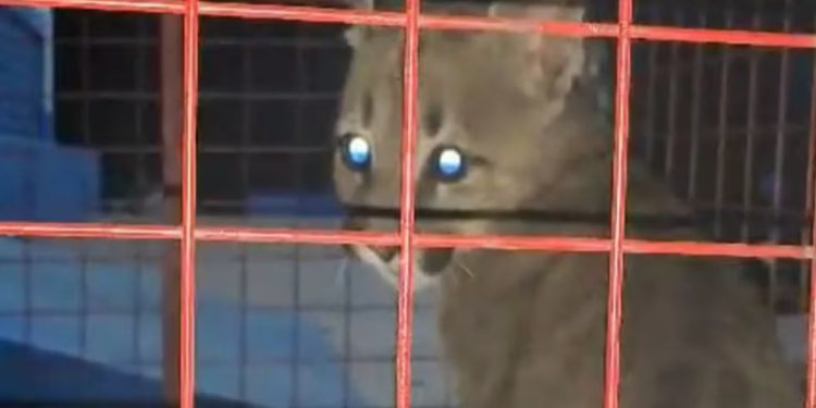 Rescataron a un puma del patio de una casa