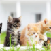 Día Internacional del Gato: origen y por qué se celebra