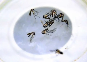 La OPS emitió un alerta por el virus del Oropouche