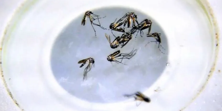 La OPS emitió un alerta por el virus del Oropouche