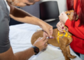Inician jornadas de prevención por el Día Mundial de la Rabia