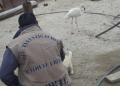 Detuvieron a un hombre por tenencia de animales autóctonos en su domicilio
