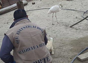Detuvieron a un hombre por tenencia de animales autóctonos en su domicilio