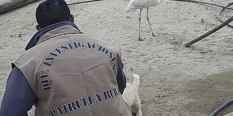 Detuvieron a un hombre por tenencia de animales autóctonos en su domicilio