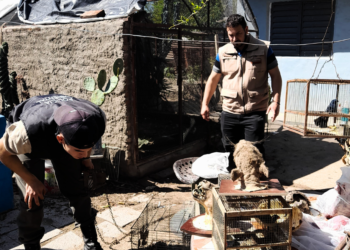 Rescataron a dos guacamayos del cautiverio en barrio Argüello