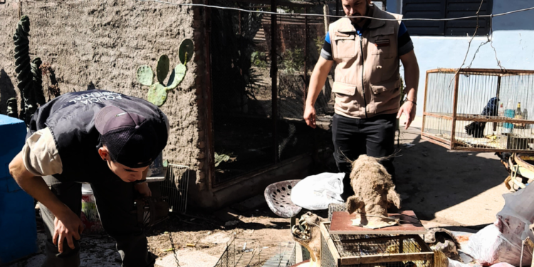 Rescataron a dos guacamayos del cautiverio en barrio Argüello