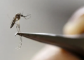 Confirman el primer caso autóctono de dengue en Córdoba capital