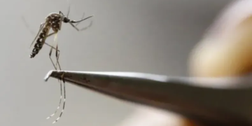 Confirman el primer caso autóctono de dengue en Córdoba capital
