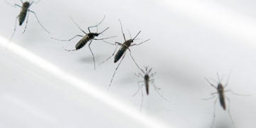 Córdoba confirmó los primeros casos de dengue y chikungunya del año
