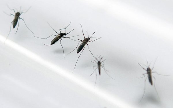 Córdoba confirmó los primeros casos de dengue y chikungunya del año