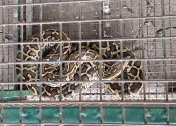 Encontraron una serpiente pitón en el patio de una casa