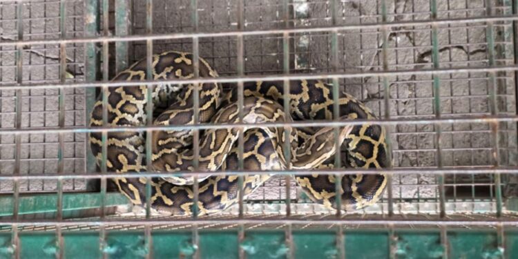 Encontraron una serpiente pitón en el patio de una casa