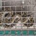 Encontraron una serpiente pitón en el patio de una casa