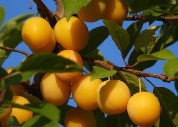 El Gobierno anunció la desregulación de la industria frutícola