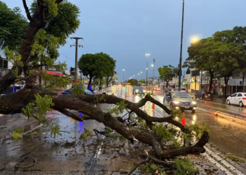 La intensa lluvia provocó caída de árboles y calles anegadas
