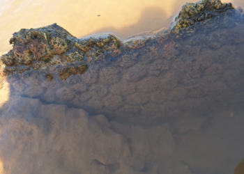 Hallaron restos de un gliptodonte en Pampayasta