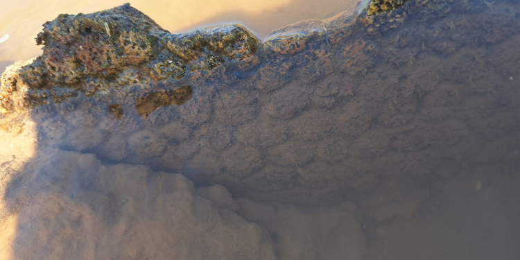 Hallaron restos de un gliptodonte en Pampayasta