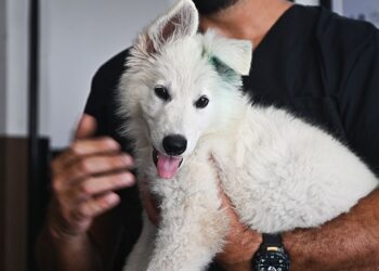 La FPA recibió un nuevo integrante para la División K-9