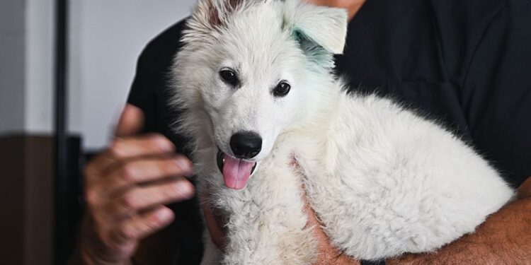 La FPA recibió un nuevo integrante para la División K-9