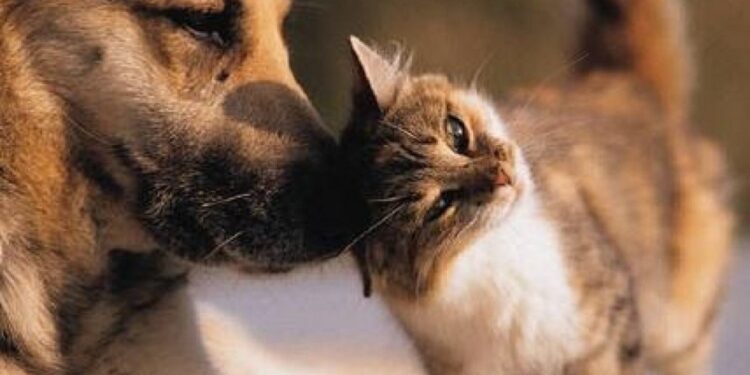 Día del animal: por qué se celebra el 29 de abril
