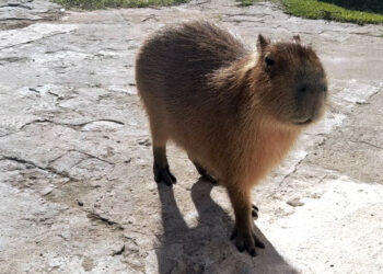 Policía Ambiental rescató un carpincho y nueve aves silvestres
