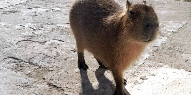 Policía Ambiental rescató un carpincho y nueve aves silvestres