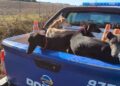 Rescataron más de 70 galgos que eran utilizados para la caza ilegal