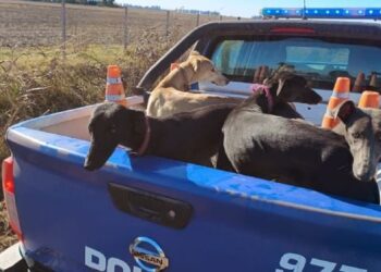 Rescataron más de 70 galgos que eran utilizados para la caza ilegal