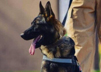 Se retiró Brama, la perra de la FPA que fue pionera en la detección de drogas sintéticas en el país