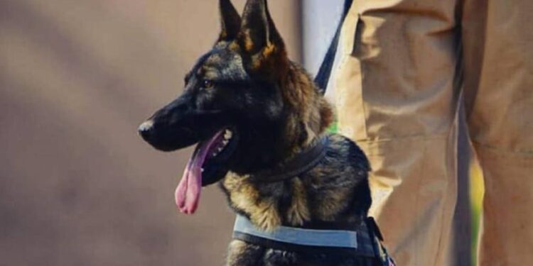 Se retiró Brama, la perra de la FPA que fue pionera en la detección de drogas sintéticas en el país