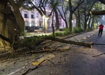Cayó un árbol sobre boulevard Chacabuco