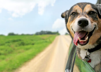 Día mundial del perro: por qué se celebra hoy