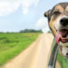 Día mundial del perro: por qué se celebra hoy