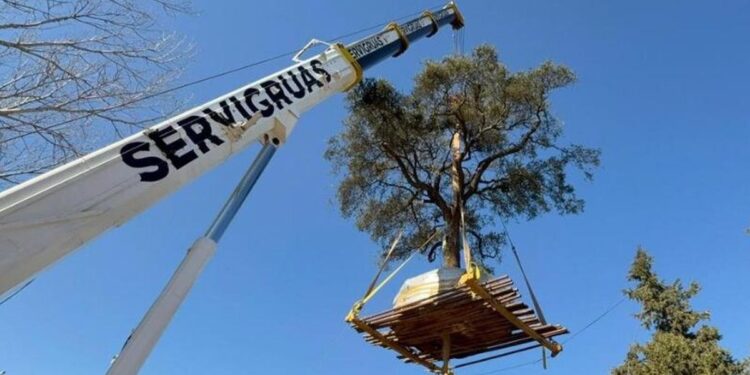 Trasladaron el quebracho blanco de Villa Allende