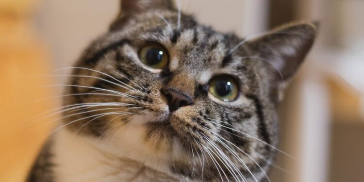 Día internacional del gato: por qué se festeja el 8 de agosto