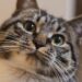 Día internacional del gato: por qué se festeja el 8 de agosto
