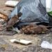 Alerta por los casos de leptospirosis: Córdoba entre las provincias afectadas