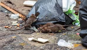 Alerta por los casos de leptospirosis: Córdoba entre las provincias afectadas