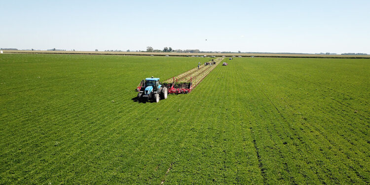 Récord histórico de producción y exportaciones de maní argentino