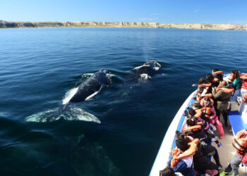 Puerto Madryn impulsa la promoción patagónica en Córdoba bajo la marca: "Patagonia Fantástica"