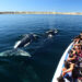 Puerto Madryn impulsa la promoción patagónica en Córdoba bajo la marca: "Patagonia Fantástica"