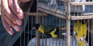 Ambiente liberó 40 aves y un mamífero