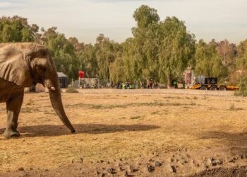 Murió Kenya, la elefanta que había sido trasladada desde Argentina a un santuario de Brasil