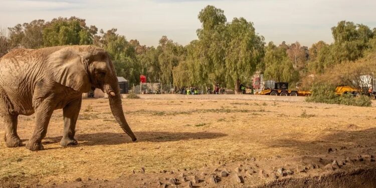 Murió Kenya, la elefanta que había sido trasladada desde Argentina a un santuario de Brasil