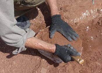 Hallazgo histórico: descubren un resto fósil óseo de gran tamaño en Córdoba