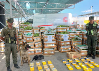 Incautaron más de 63 kilos de cocaína ocultos en un camión con bananas
