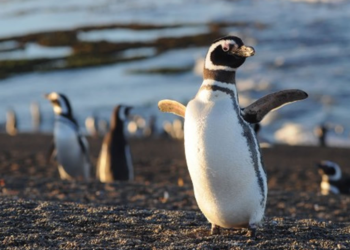 El Conicet presenta un nuevo streaming, esta vez con pingüinos en Chubut